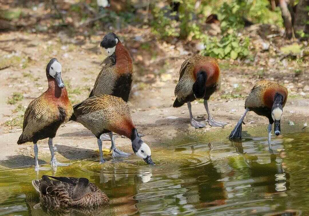 White Faced Whistling Ducks